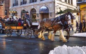 Horse Drawn Carriage Rides @ The Shops at Yale | New Haven | Connecticut | United States