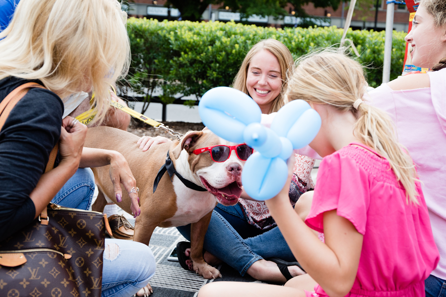 Dog Adoption Event on Broadway Island